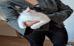 Mixed Breed cats for sale: Adorable Kittens - Litter Trained - Image 1