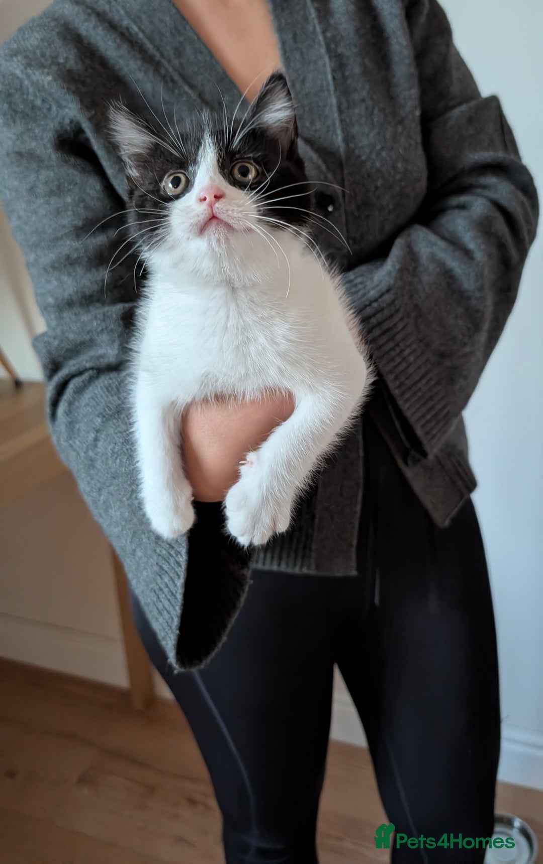 Mixed Breed cats for sale: Adorable Kittens - Litter Trained - Image 1