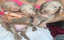 Dachshund dogs for sale: Miniature dachshund  - Advert 12