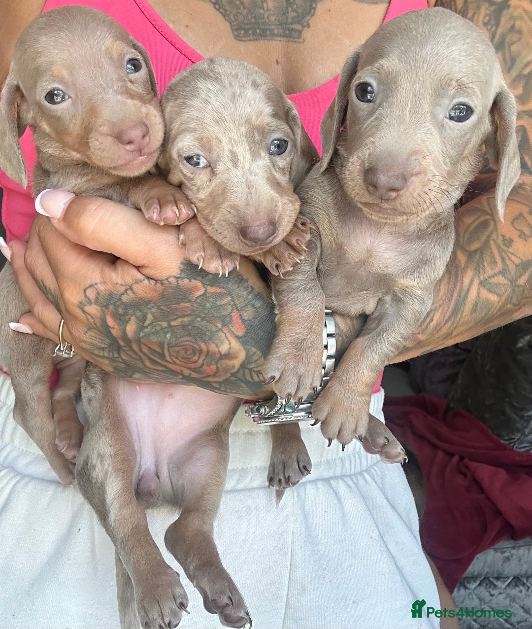 Dachshund dogs for sale: Miniature dachshund  - Advert 12