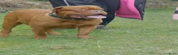 Dogue De Bordeaux dogs for sale: Dogue De Bordeaux females  - Advert 5