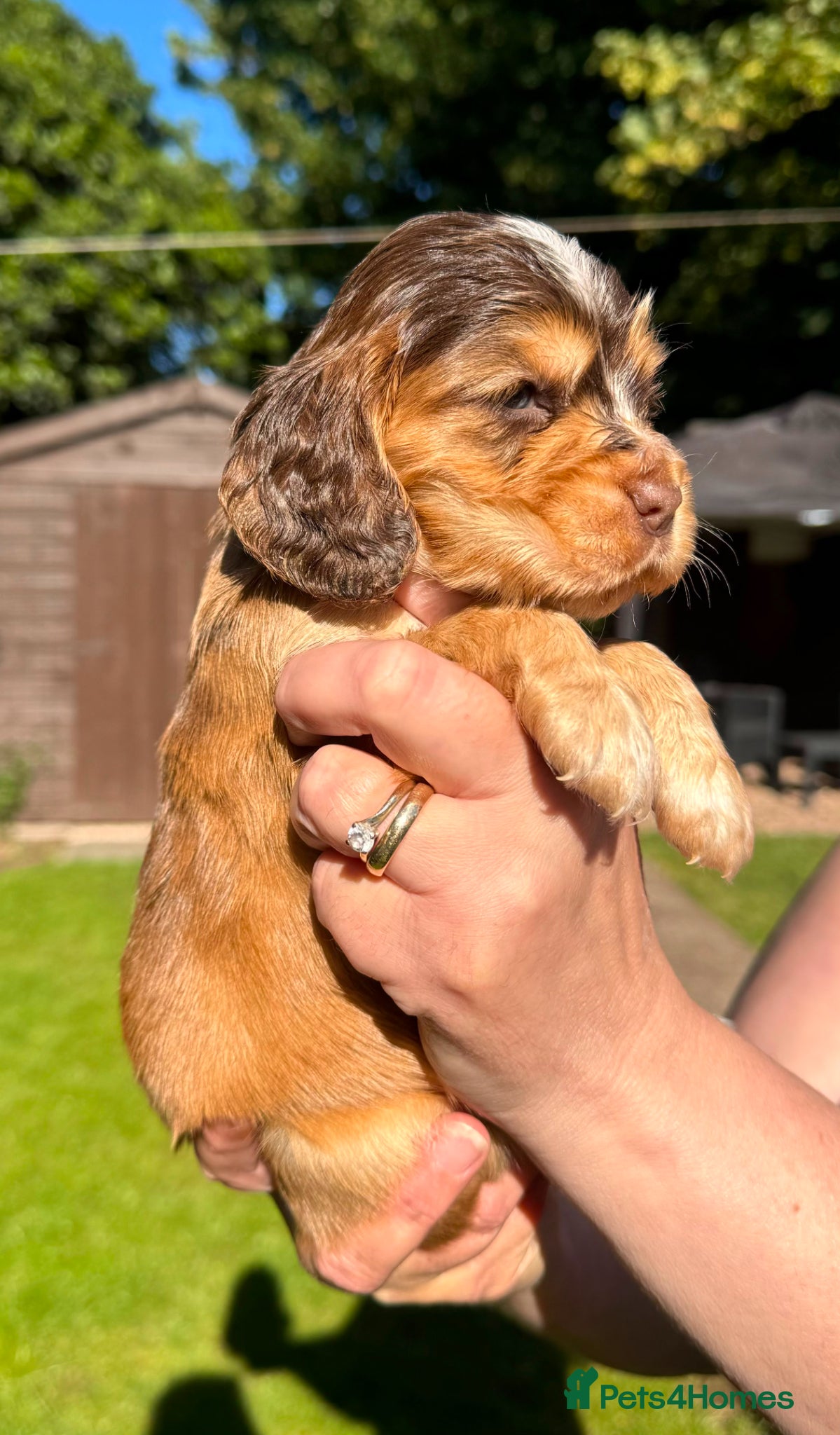 Cocker Spaniel dogs 🩷💜 ADORABLE KC HEALTH TESTED PAR SHOW COCKERS - Advert 2