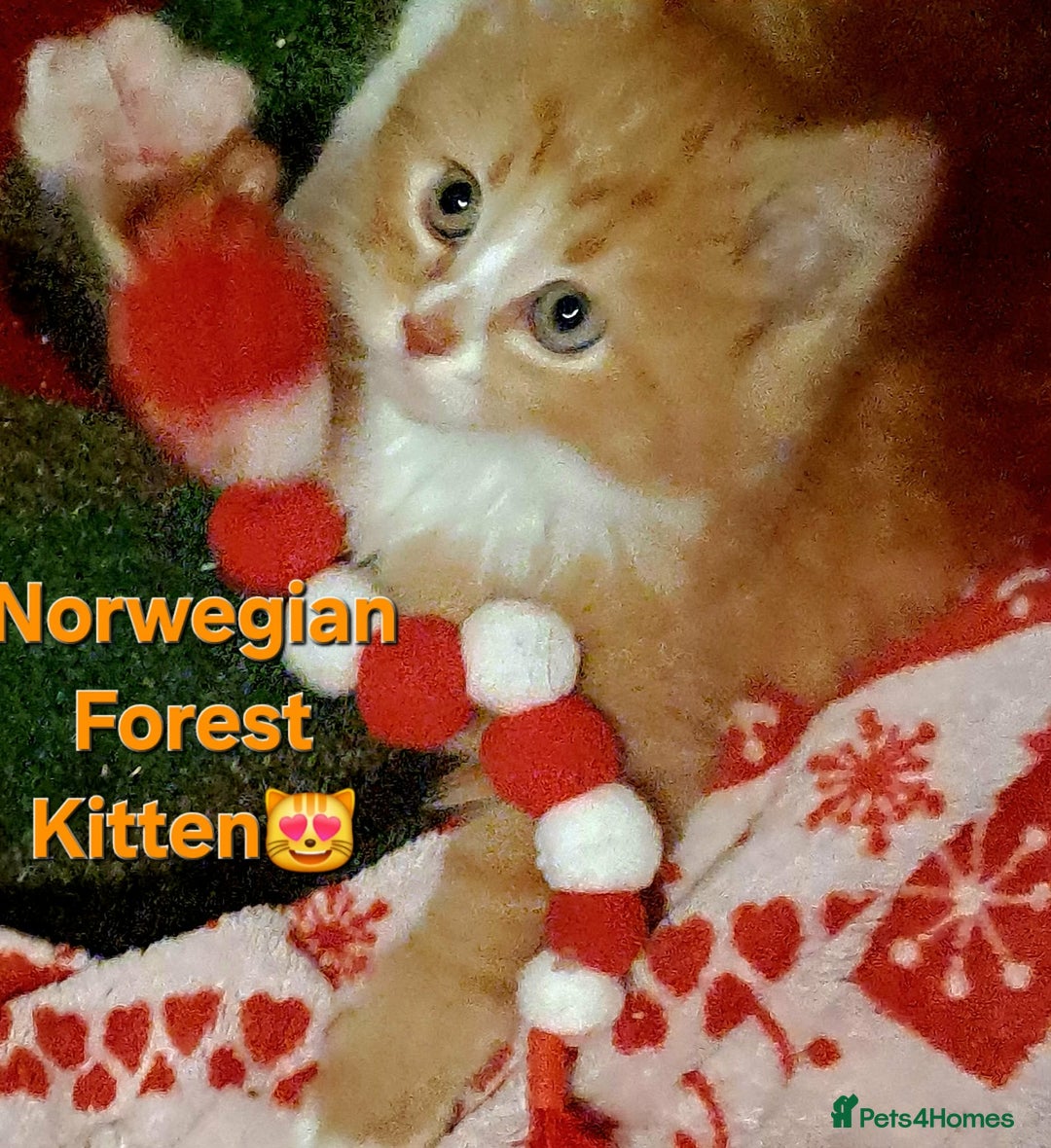 Mixed Breed cats for sale: Beautiful Kittens 😻 - Advert 3