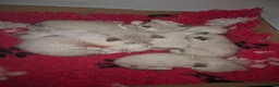 Snowshoe cats for sale: Rare Snowshoe Kittens  - Advert 21