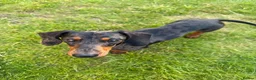 Miniature Dachshund dogs for sale: Miniature dachshund  - Advert 2
