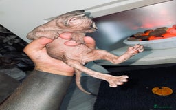 Sphynx cats for sale: Stunning Canadian sphynx kittens - Image 1