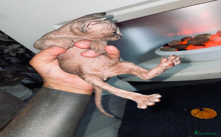 Sphynx cats - Advert 2