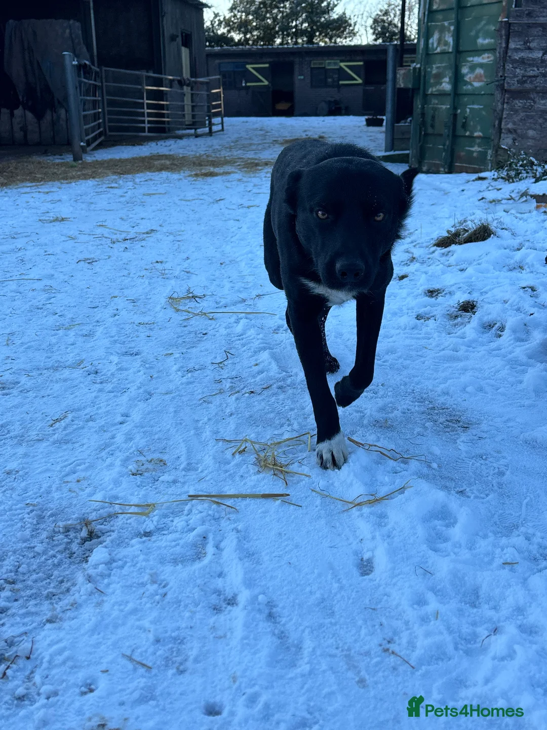 Border Collie dogs for sale: 2 collie boys remaining  - Advert 3
