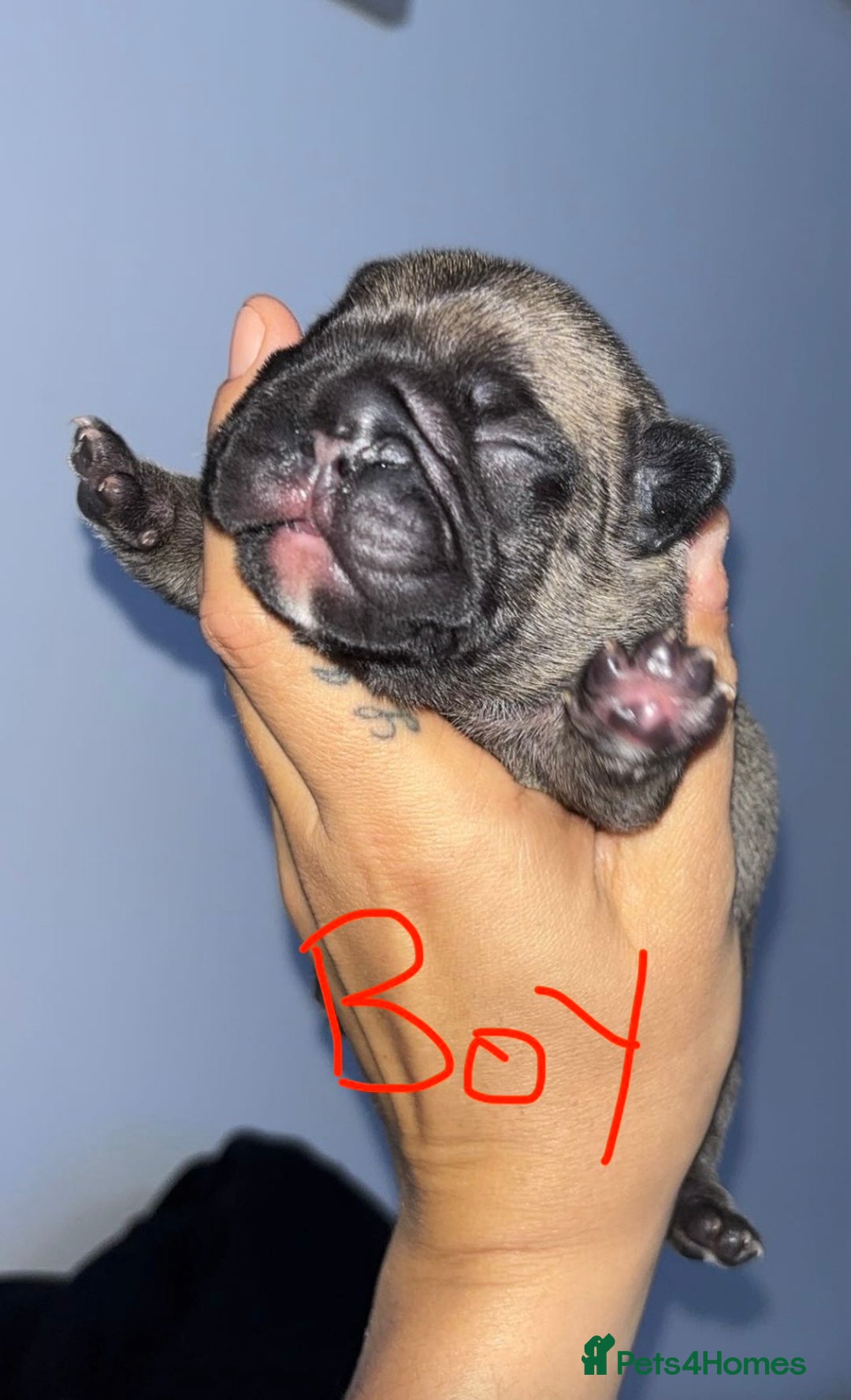 French Bulldog dogs for sale: French Bulldog Puppies PET PRICED  - Image 5