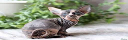 Sphynx cats for sale: Beautiful Pedigree Sphynx Kittens  - Advert 26