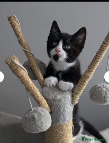 Mixed Breed cats - Advert 2