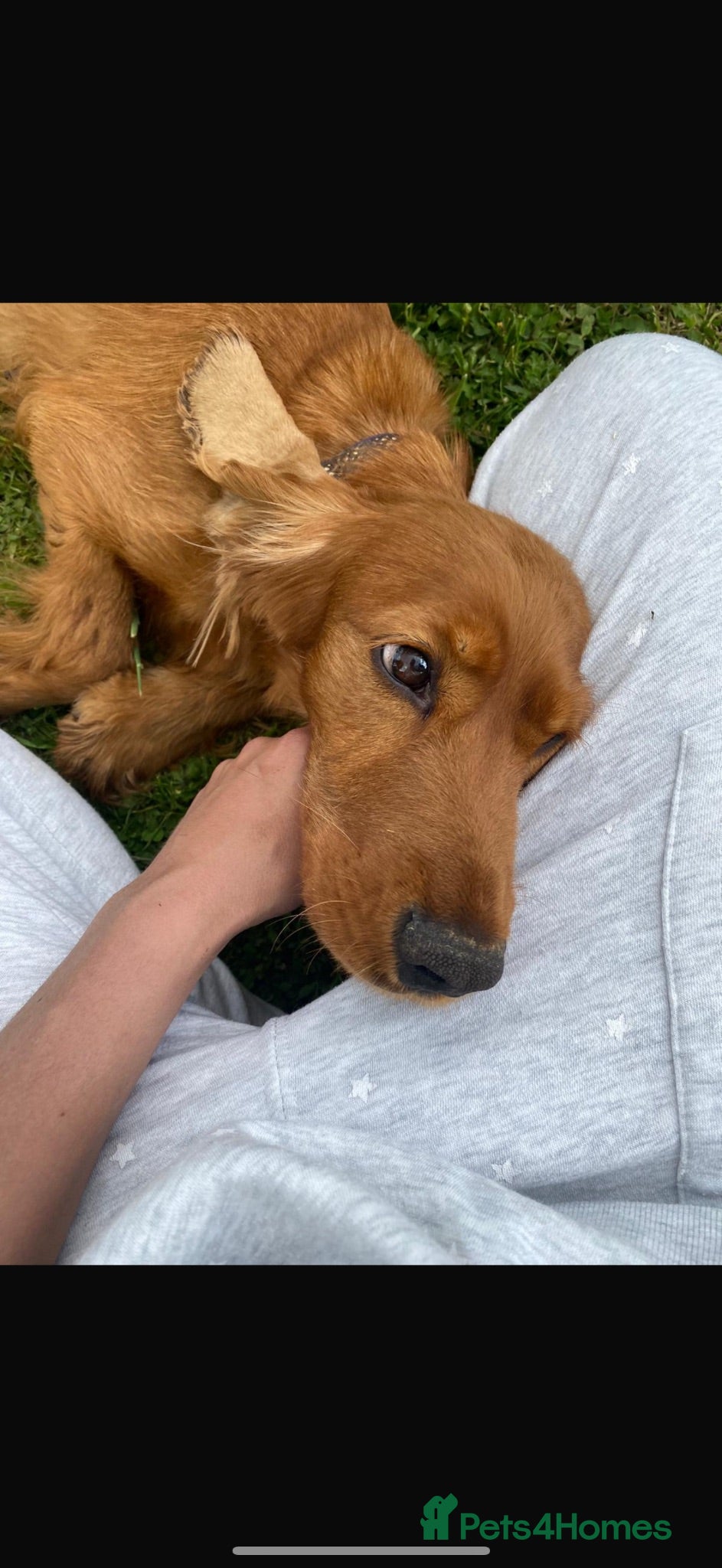 Cockapoo dogs Oakley - looking for forever home  - Advert 5