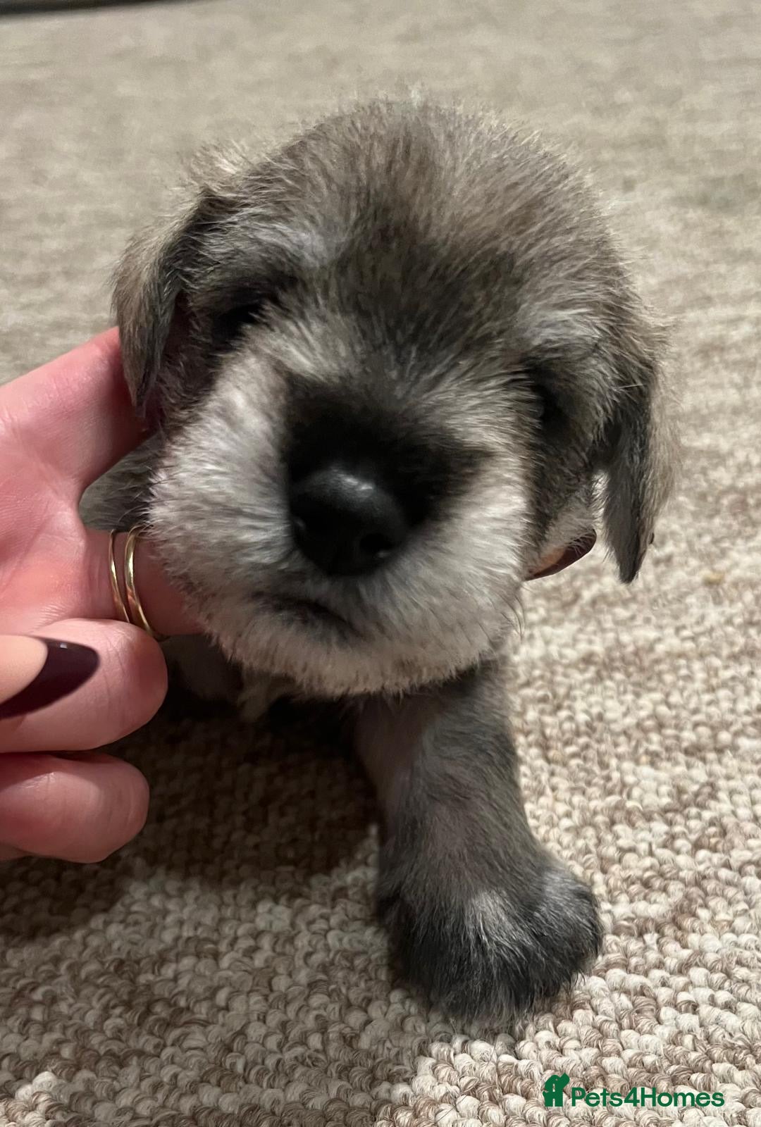 Miniature Schnauzer dogs for sale: beautiful litter  of miniature schnauzers - Advert 7