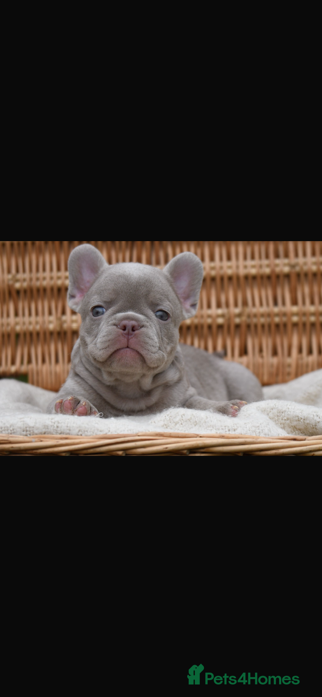 French Bulldog dogs for sale: Beautiful litter of 8 French bulldog puppies - Image 22