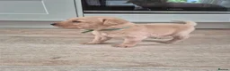 Labrador Retriever dogs for sale: Stunning red/golden labrador puppies - Advert 5