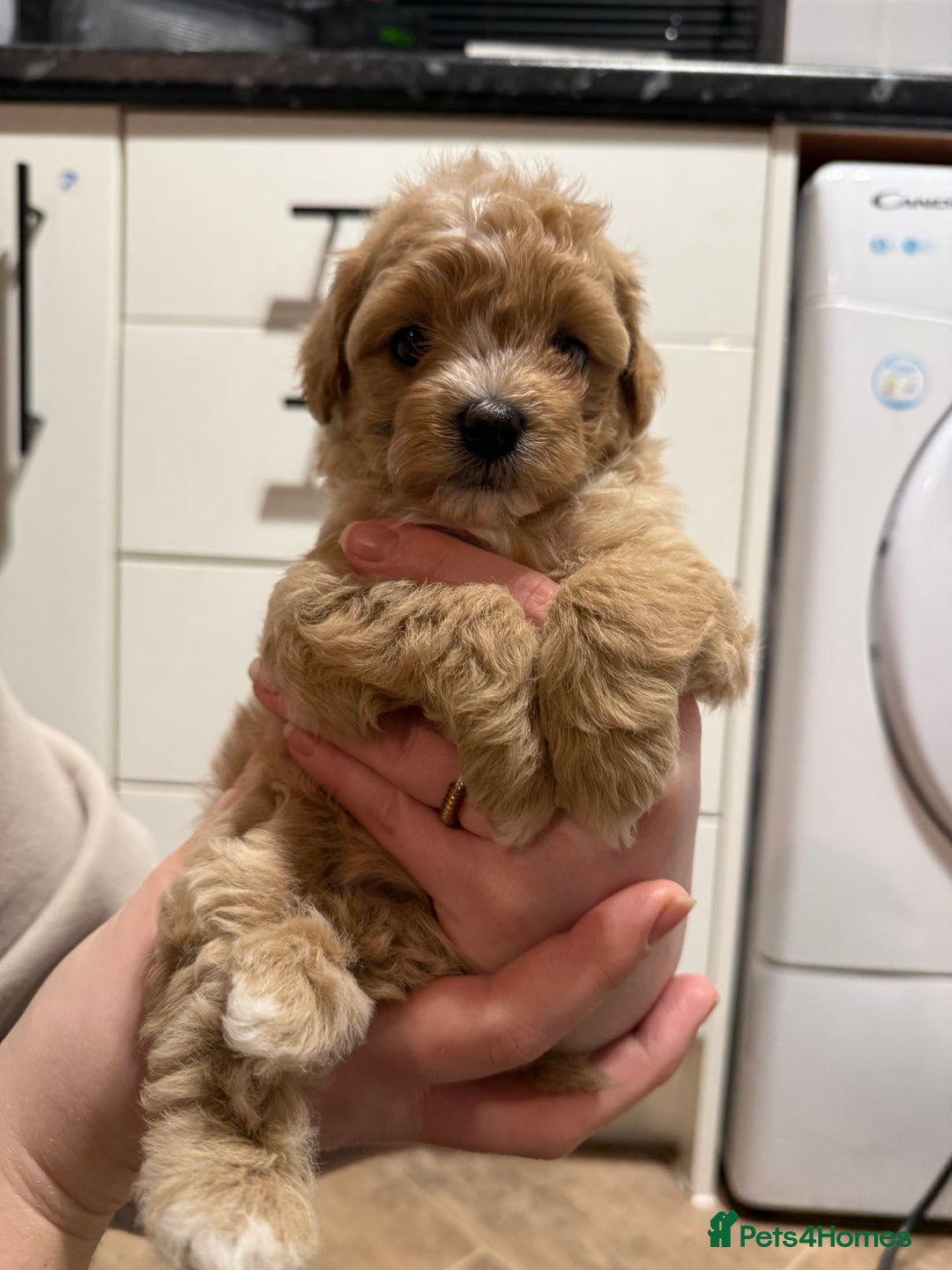 Maltipoo dogs for sale: Beautiful tiny F1 Asian Maltipoo puppies  - Advert 9