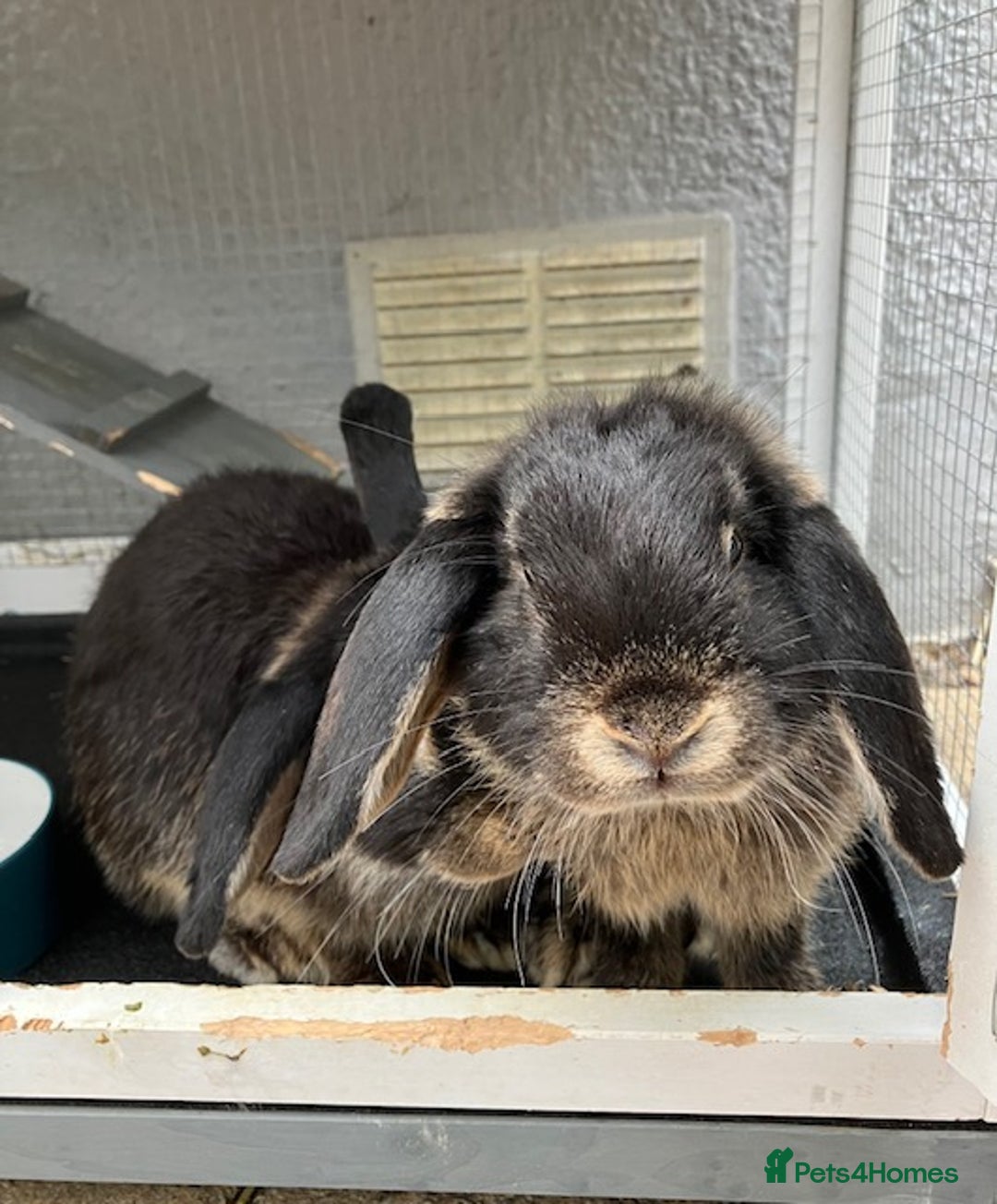 Mini Lop rabbits for sale: Mini lop “Otter” bunnies - Advert 3