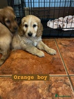 Cocker Spaniel dogs - Advert 1