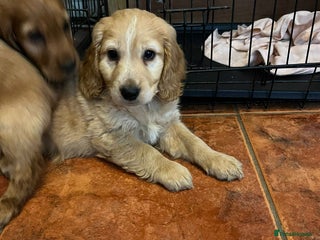 Cocker Spaniel dogs 1 boy left !! Cocker spaniel - Advert 2