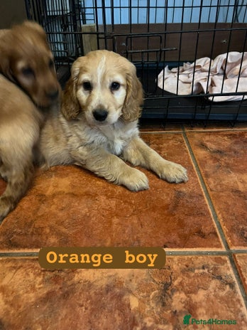 Cocker Spaniel dogs - Advert 3