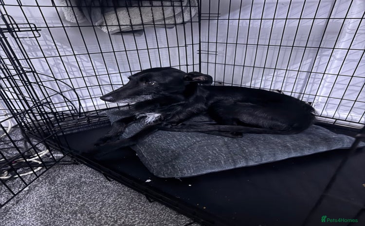 Lurcher dogs - Advert 1