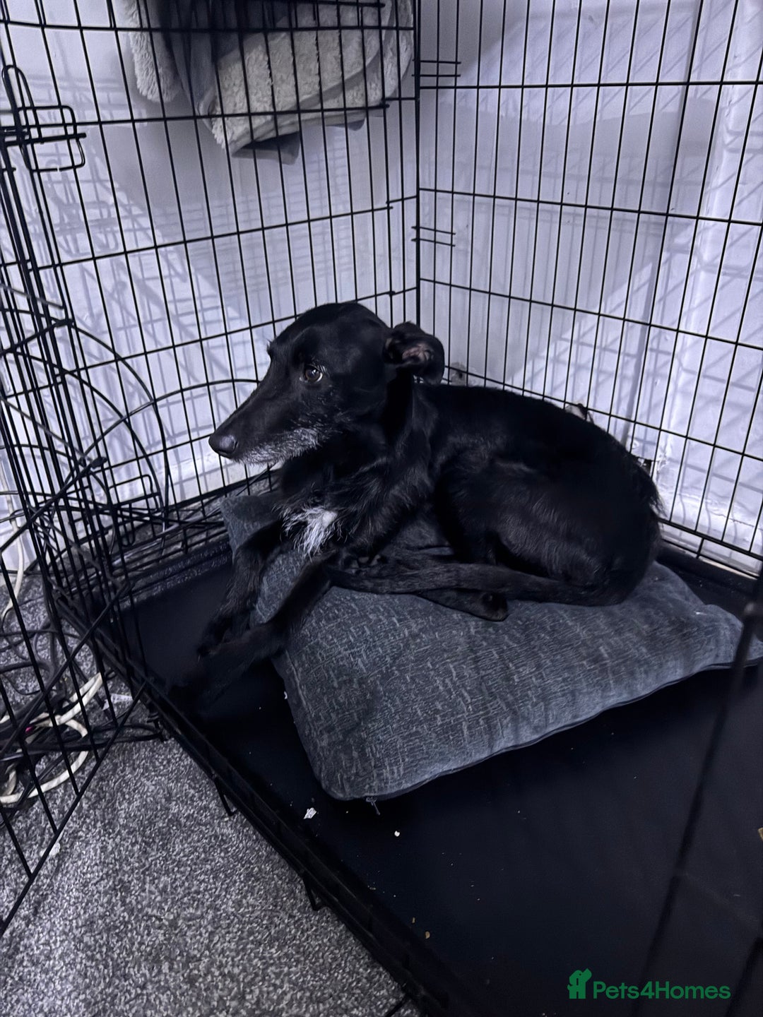 Lurcher dogs for sale: Four-year-old lurcher for sale - Image 1