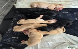 Labrador Retriever dogs for sale: Labrador puppies  - Image 2