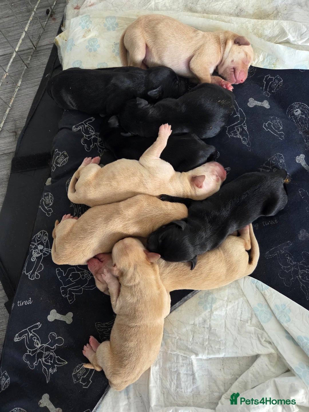 Labrador Retriever dogs for sale: Labrador puppies  - Image 2