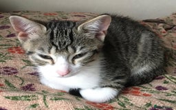 Mixed Breed cats for sale: Beautiful little kitten  - Image 1
