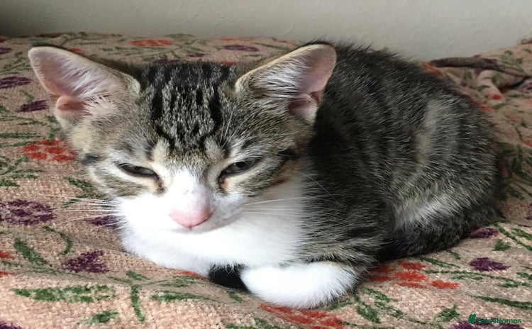 Mixed Breed cats - Advert 16
