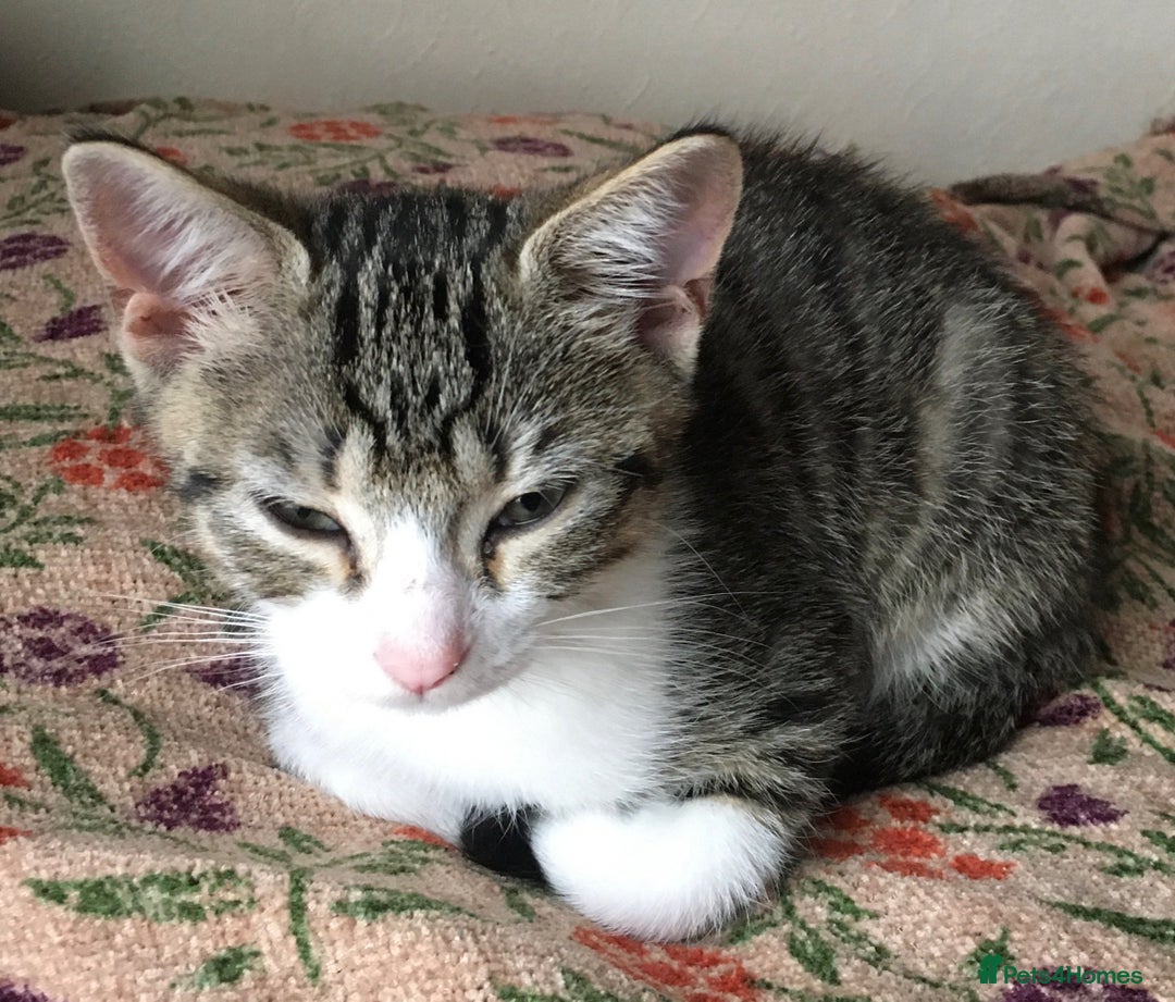 Mixed Breed cats for sale: Beautiful little kitten  - Image 1