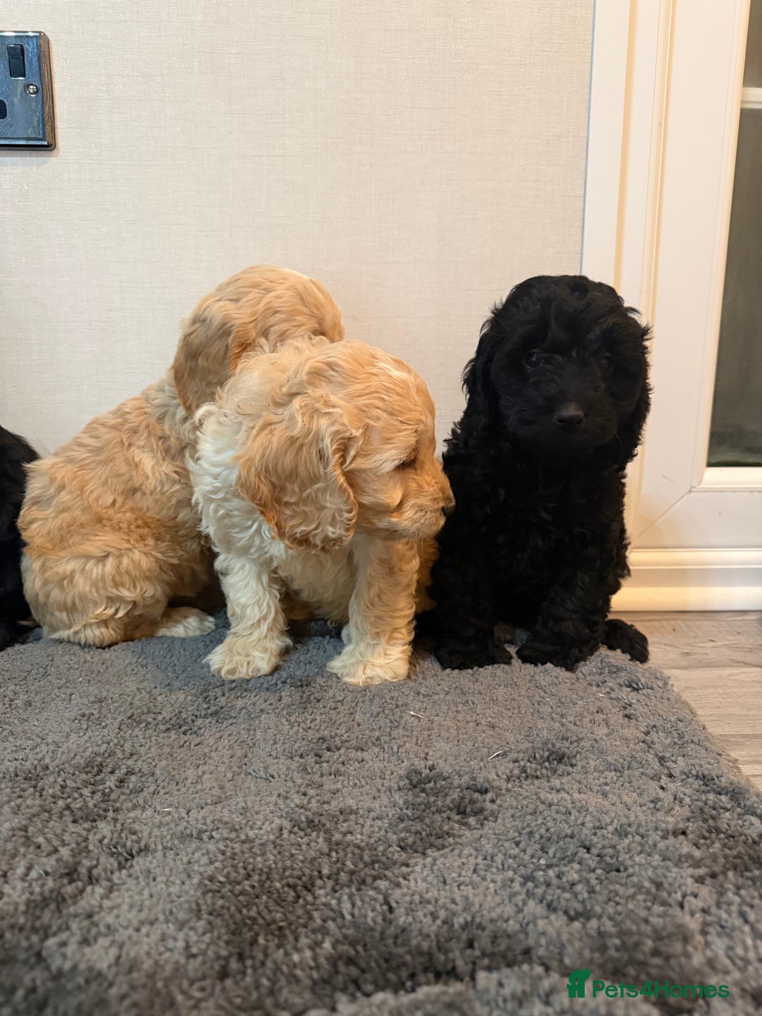 Cockapoo dogs for sale: Cockapoo puppies - Advert 11