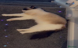 Ragdoll cats for sale: Zhuri - Advert 6