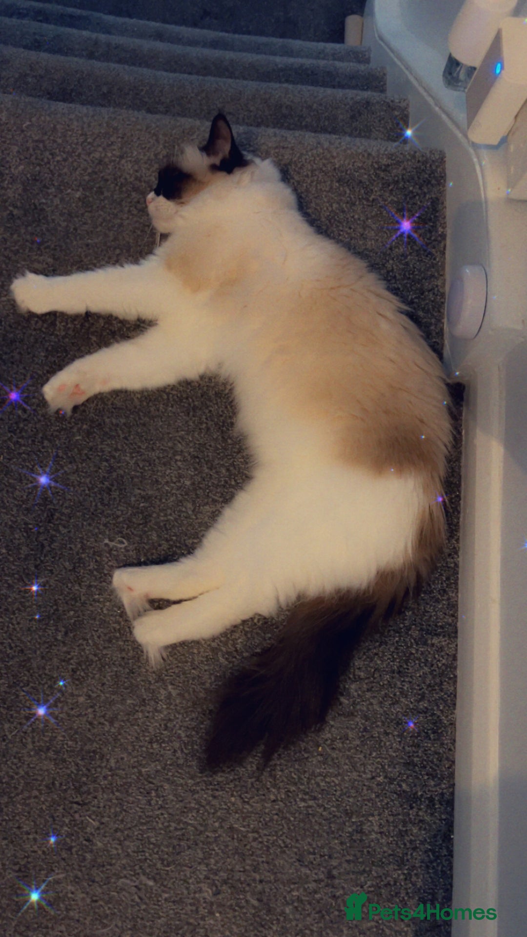 Ragdoll cats for sale: Zhuri - Advert 6