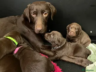 Labrador Retriever dogs Extensively Health Tested Chocolates - Advert 8