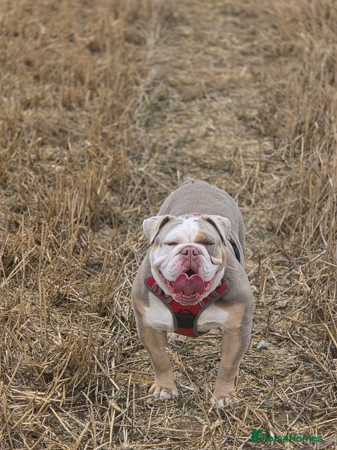 English Bulldog dogs for sale: Beautiful female English bulldog - Advert 2