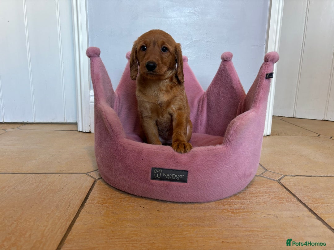 Labradoodle dogs for sale: ⭐️⭐️ Stunning F1 Miniature Labradoodles ⭐️⭐️ - Advert 5