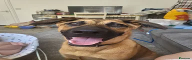 Mixed Breed 1