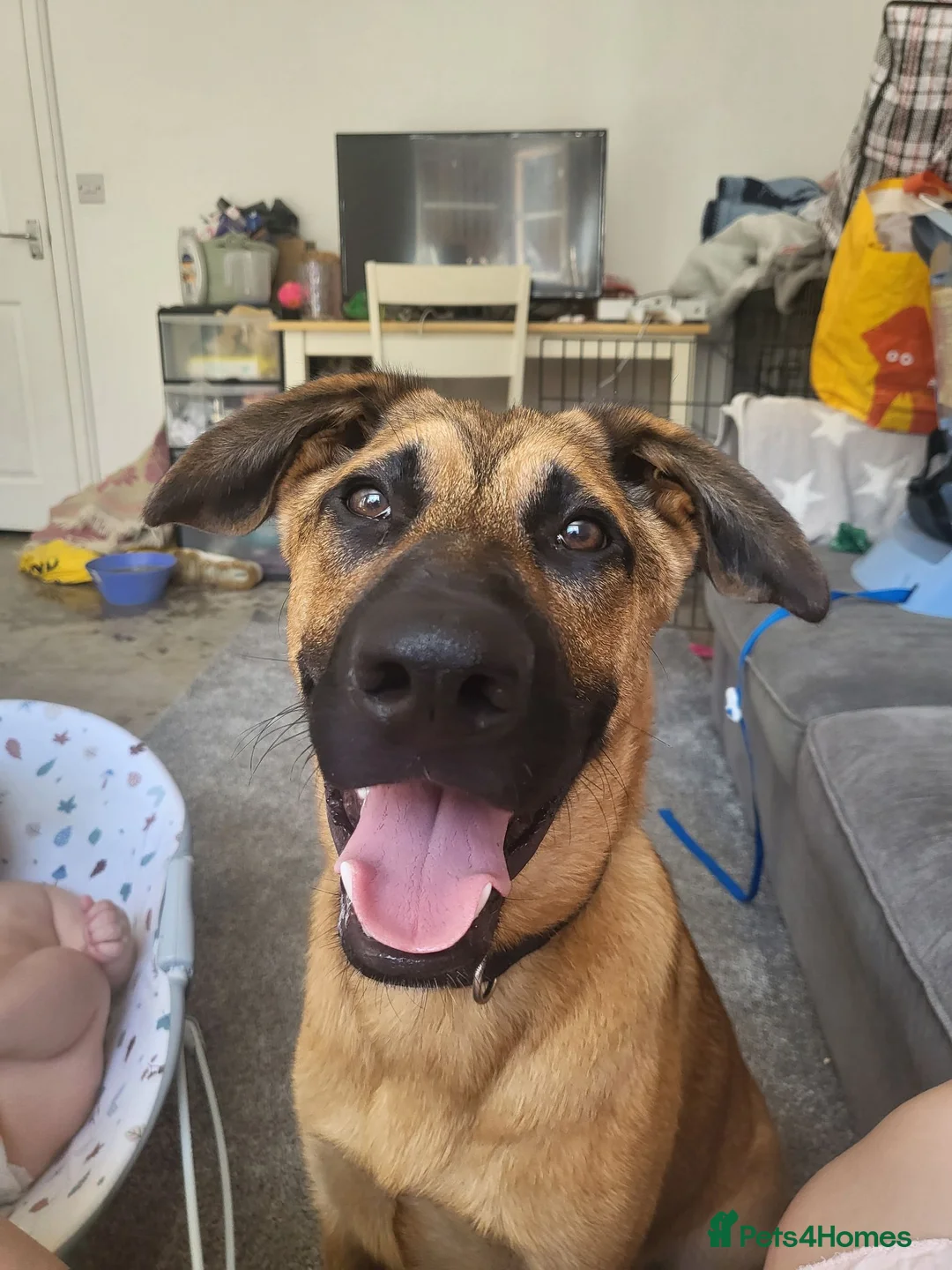 Mixed Breed dogs for sale: Belgian malinois x Dutch herder  in Torrington - Advert 1