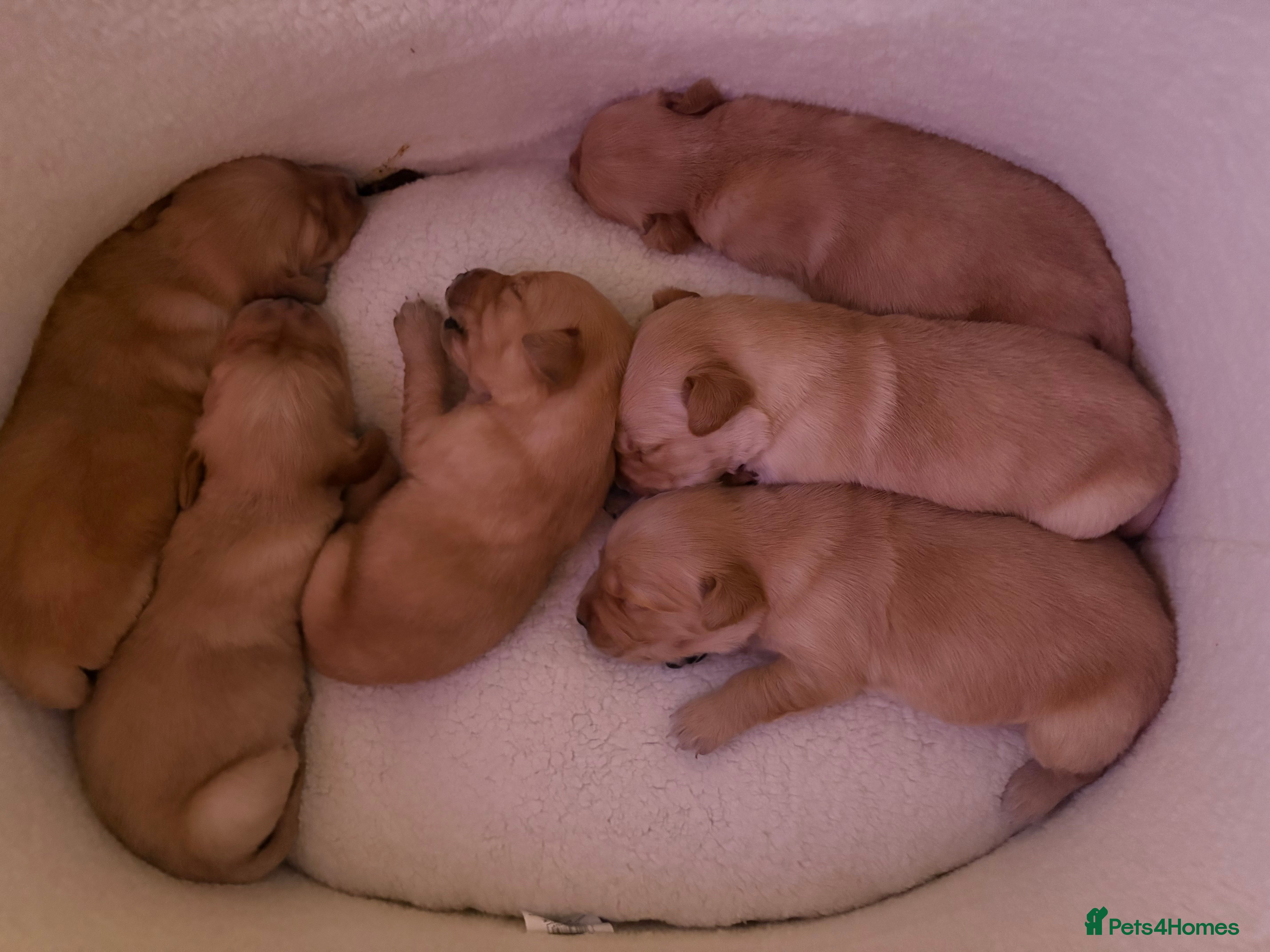 Golden Retriever dogs Golden retriever puppies 6 available 🐶🐾 - Advert 6