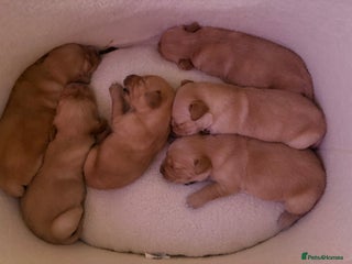 Golden Retriever dogs Golden retriever puppies 6 available 🐶🐾 - Advert 6