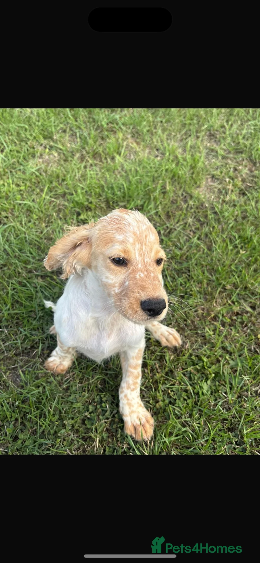 Cocker Spaniel dogs for sale: ❗️last boy ❗️cockers looking for new homes  - Advert 4