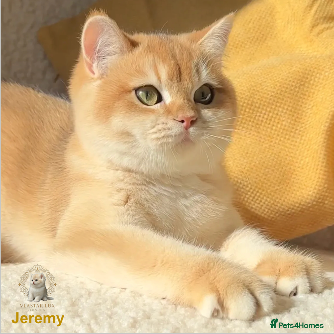 British Shorthair cats for sale: World Class Golden BSH/BLH Chinchilla, Shaded & CP - Image 1