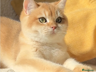 British Shorthair cats World Class Golden BSH/BLH Chinchilla, Shaded & CP - Advert 8
