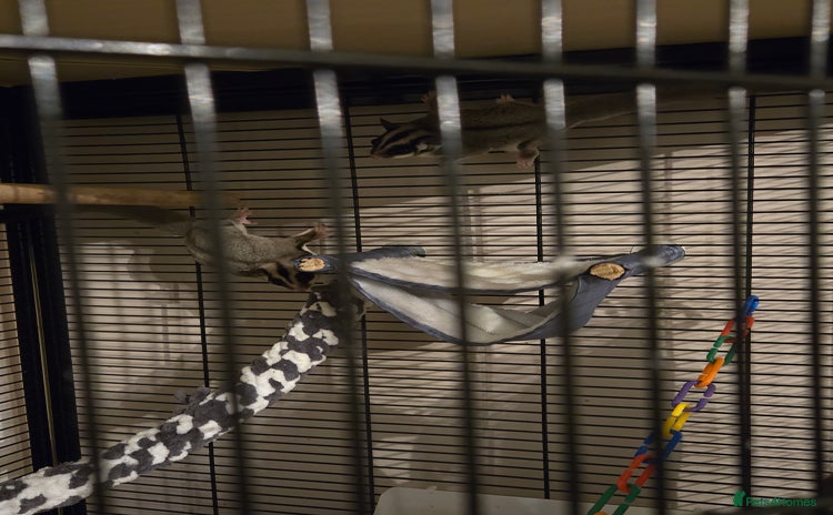 Sugar Glider rodents - Advert 2