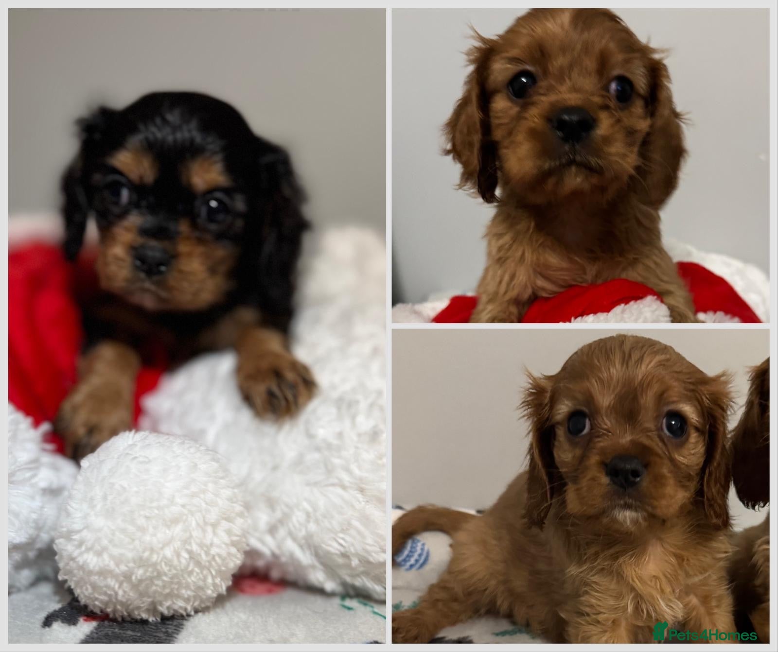 Cavalier King Charles Spaniel dogs Cavalier King Charles Spaniel Pups KC Reg - Advert 18