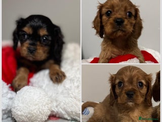 Cavalier King Charles Spaniel dogs Cavalier King Charles Spaniel Pups KC Reg - Advert 5