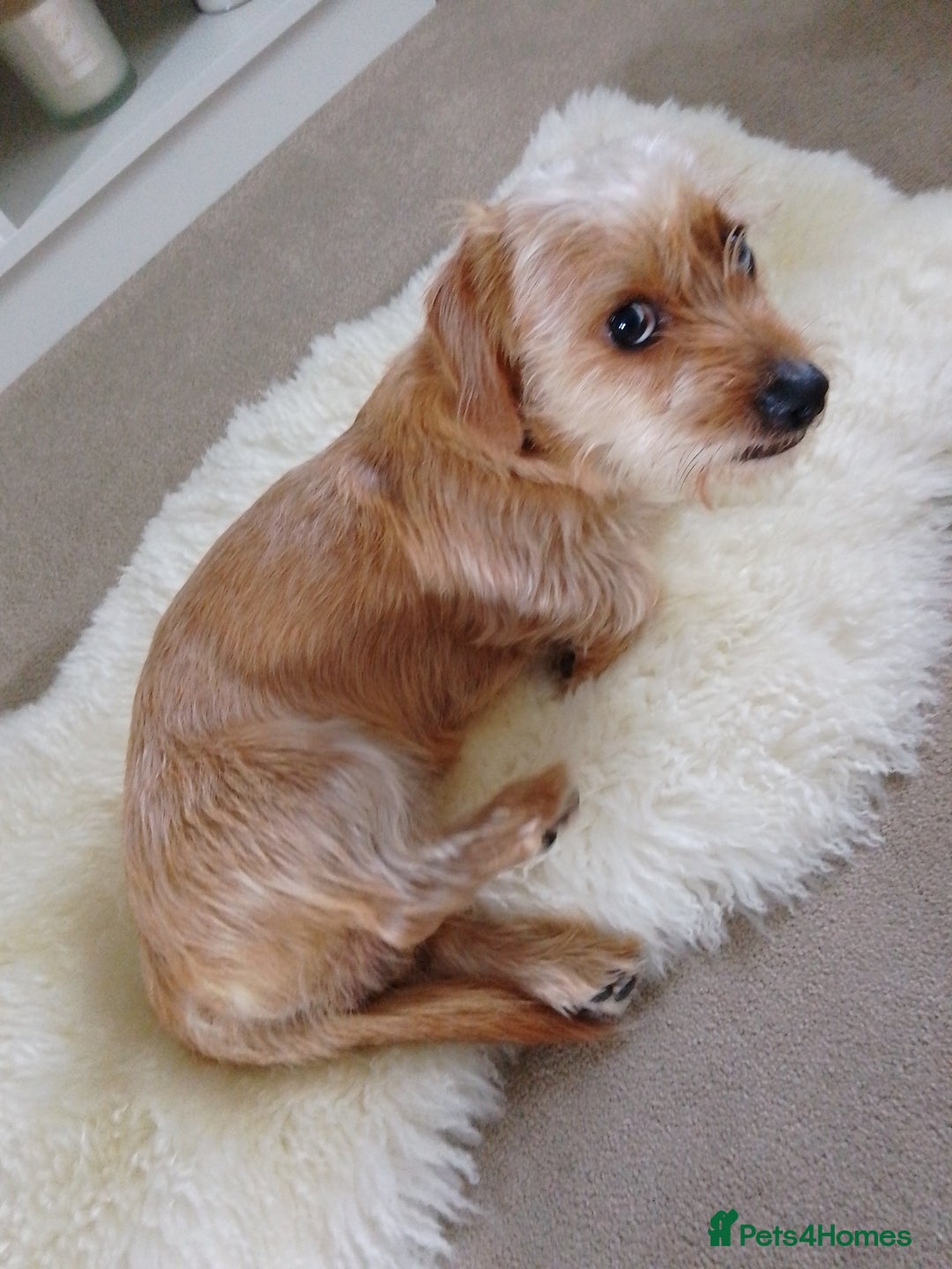 Mixed Breed dogs for sale: Shady 14 months- for rehoming  - Image 2