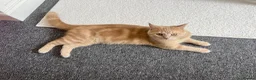British Shorthair cats for sale: Nemo the British Shorthair🐱 - Advert 7