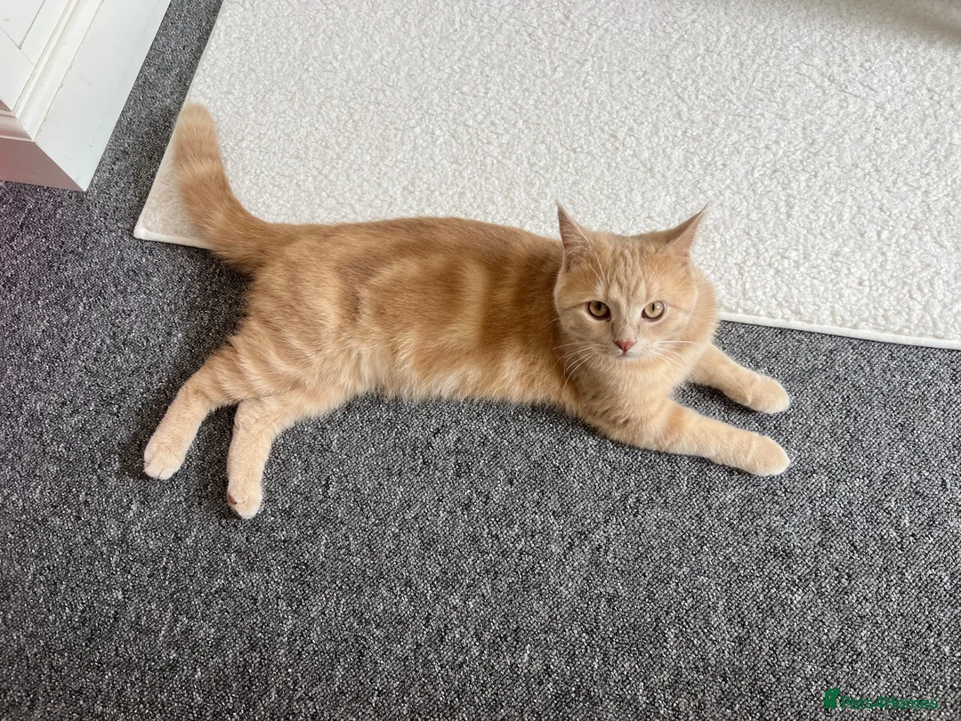 British Shorthair cats for sale: Nemo the British Shorthair🐱 - Advert 7